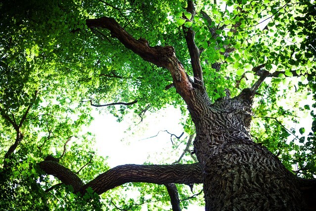 Forest trees nature green wood sunlight backgrounds
